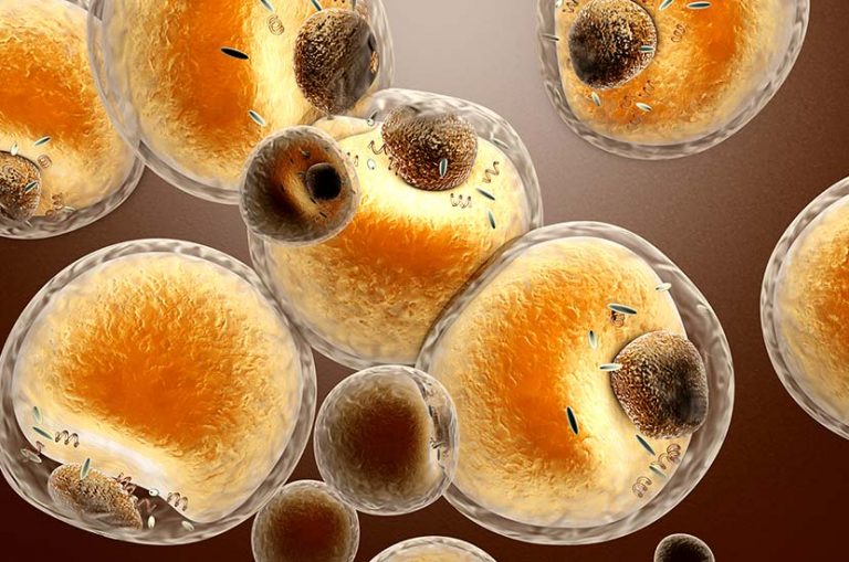 Termogénesis qué es y cómo usarla para quemar grasa