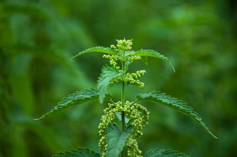 Beneficios de la raíz de ortiga para la próstata